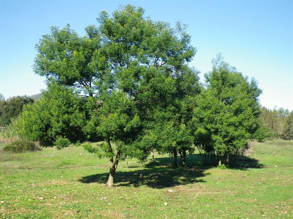 Agriturismo Sa Murta In Sennariolo-Oristano 외부 사진